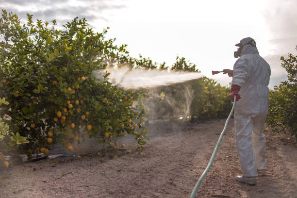 Best Insect Control  in Holden Heights, FL