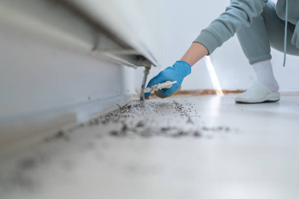 Best Wasp Removal Services  in Holden Heights, FL